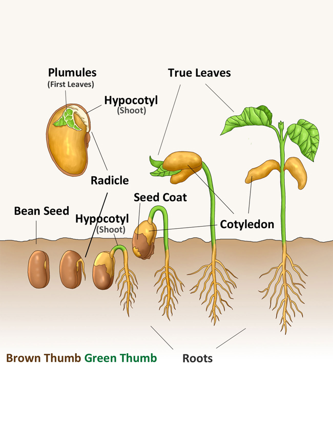 Brown Thumb Green Thumb Chapter 1